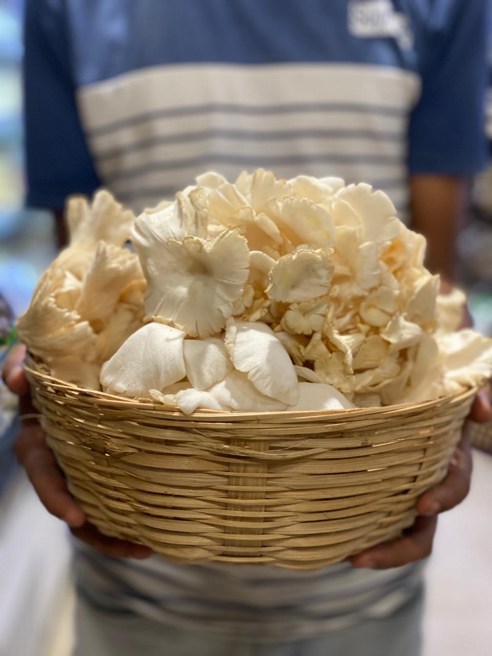 Oyster Mushroom | Promotes Heart Health, Supports Better Immune Function & Improves Metabolic Health