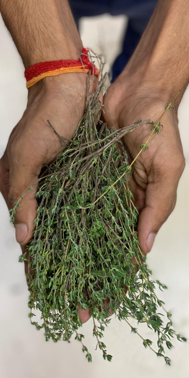 Thyme - 10gm