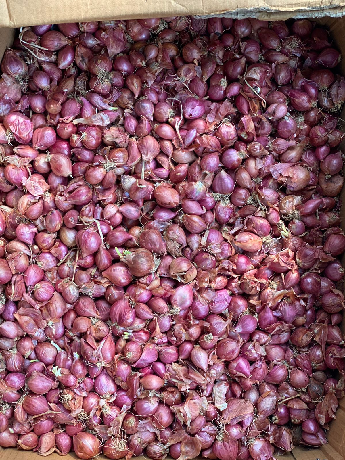 Shallots | Good Source Of Potassium