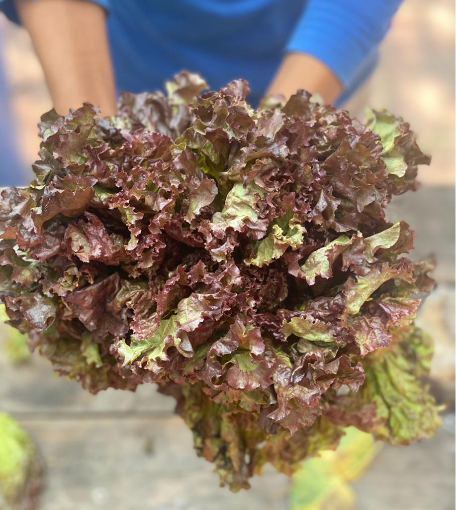 Red Lettuce (Himachal Pradesh) - Certified Organic