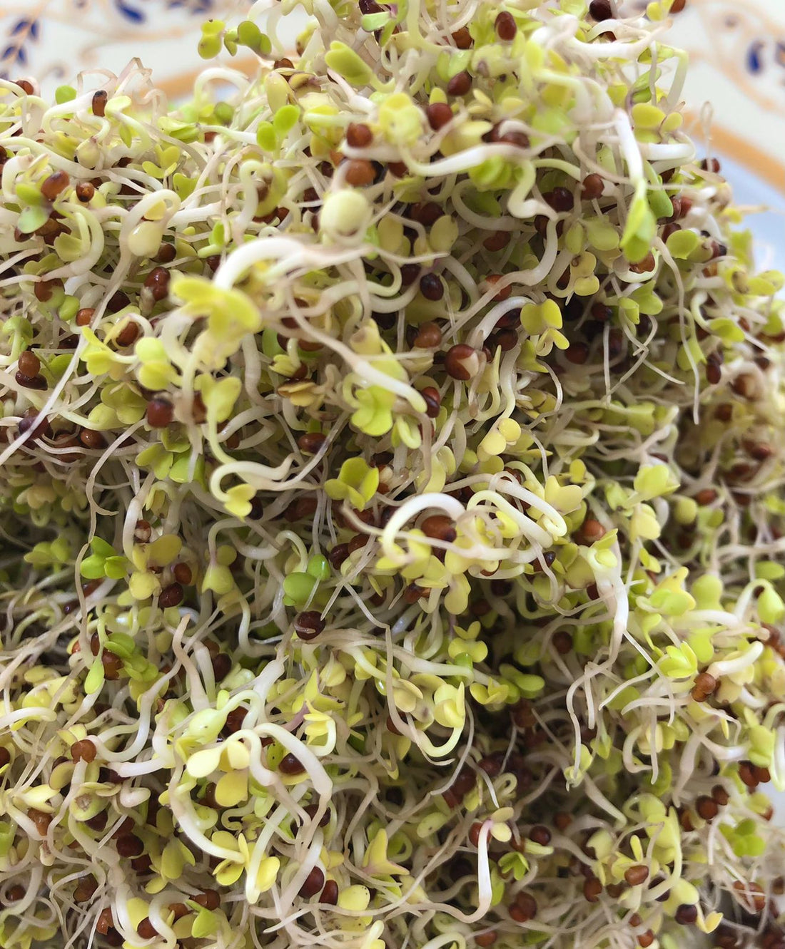 Broccoli Sprouts | Rich in Cancer Fighting & Anti Inflammatory Properties - 20gm