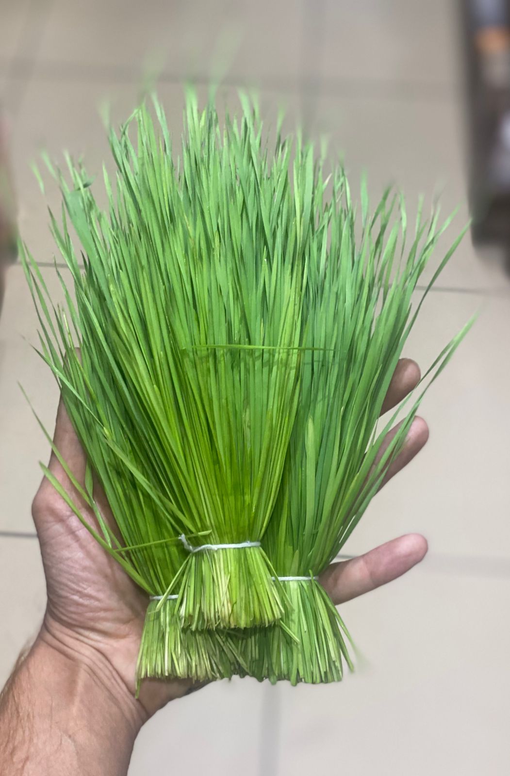 Wheatgrass | Fresh - Reduces Cholesterol, Detoxes Body, Helps Promote Weight Loss - Organically Grown - 120gm