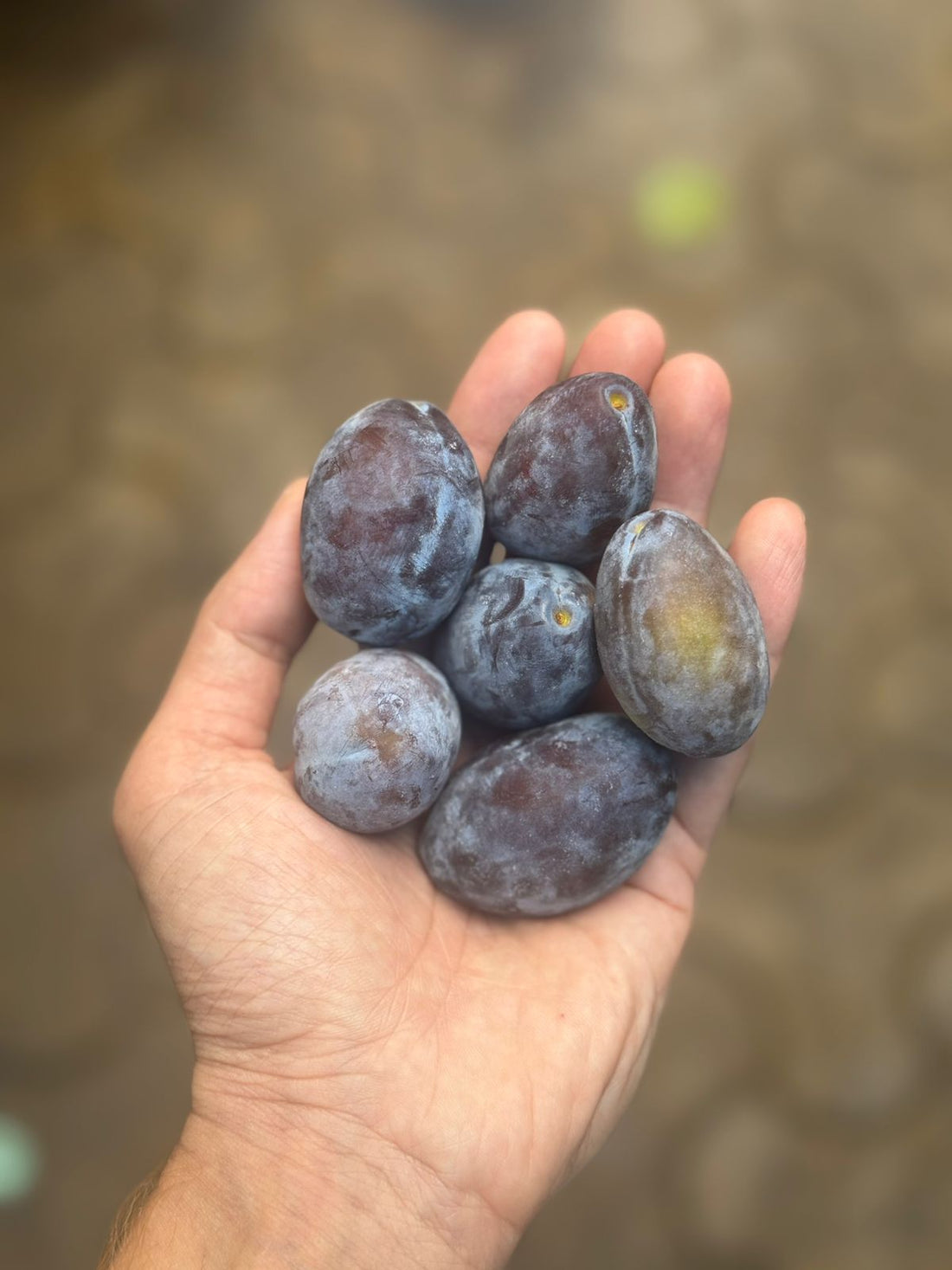 Prunes | Fresh - Organically Grown - Narkanada