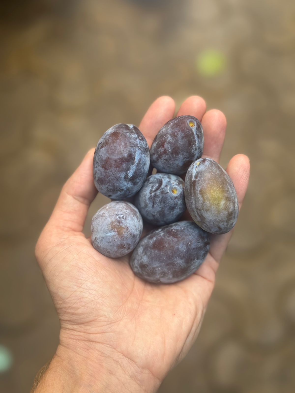 Prunes | Fresh - Organically Grown - Narkanada