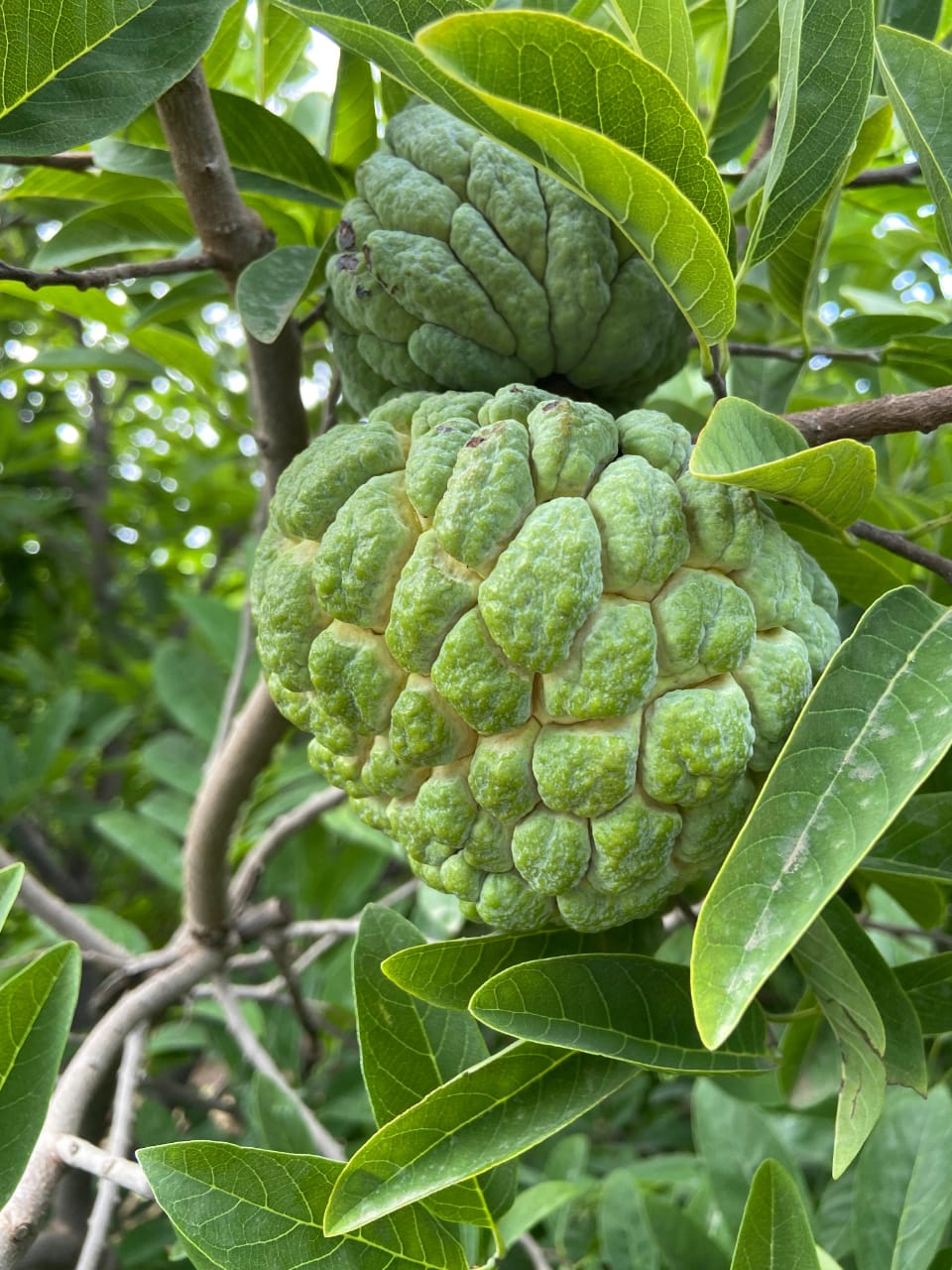 Custard Apple - Purandhar - Natural - Natural Farming - 500gm
