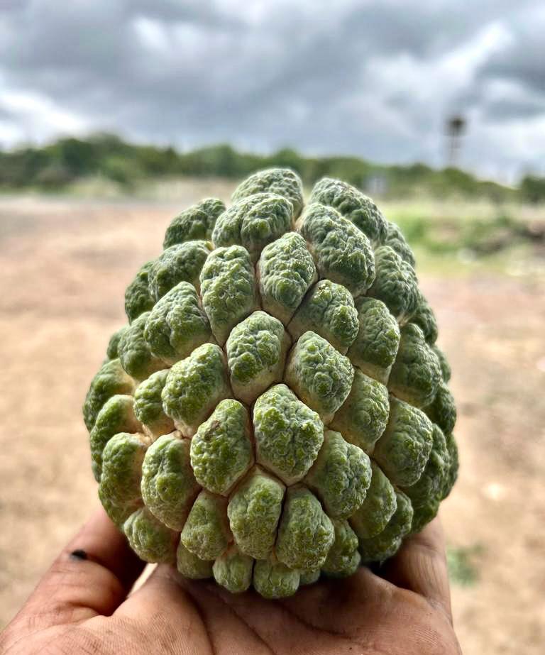 Custard Apple - Purandhar - Natural - Natural Farming - 500gm