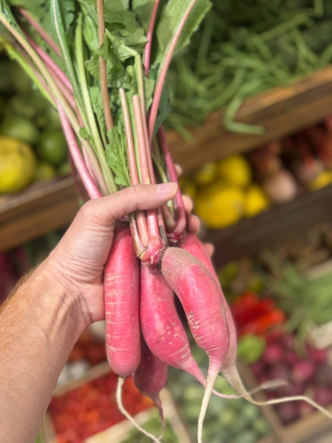 Red Long Radish