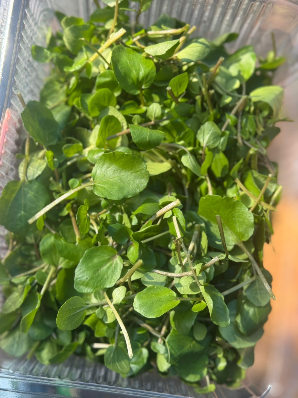 Water Cress | Rich in Vitamins A, C and K - 20gm
