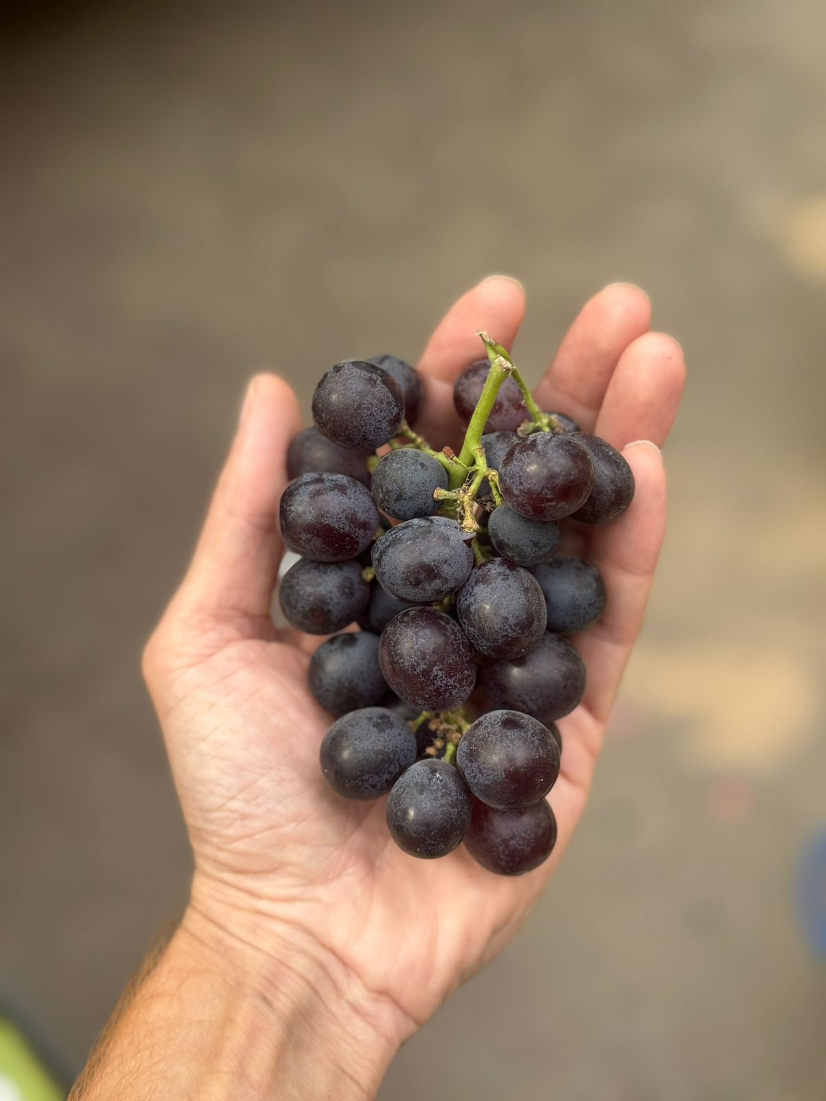 Red Seeded Grapes | (Sangli) – Organically Grown – 500gm