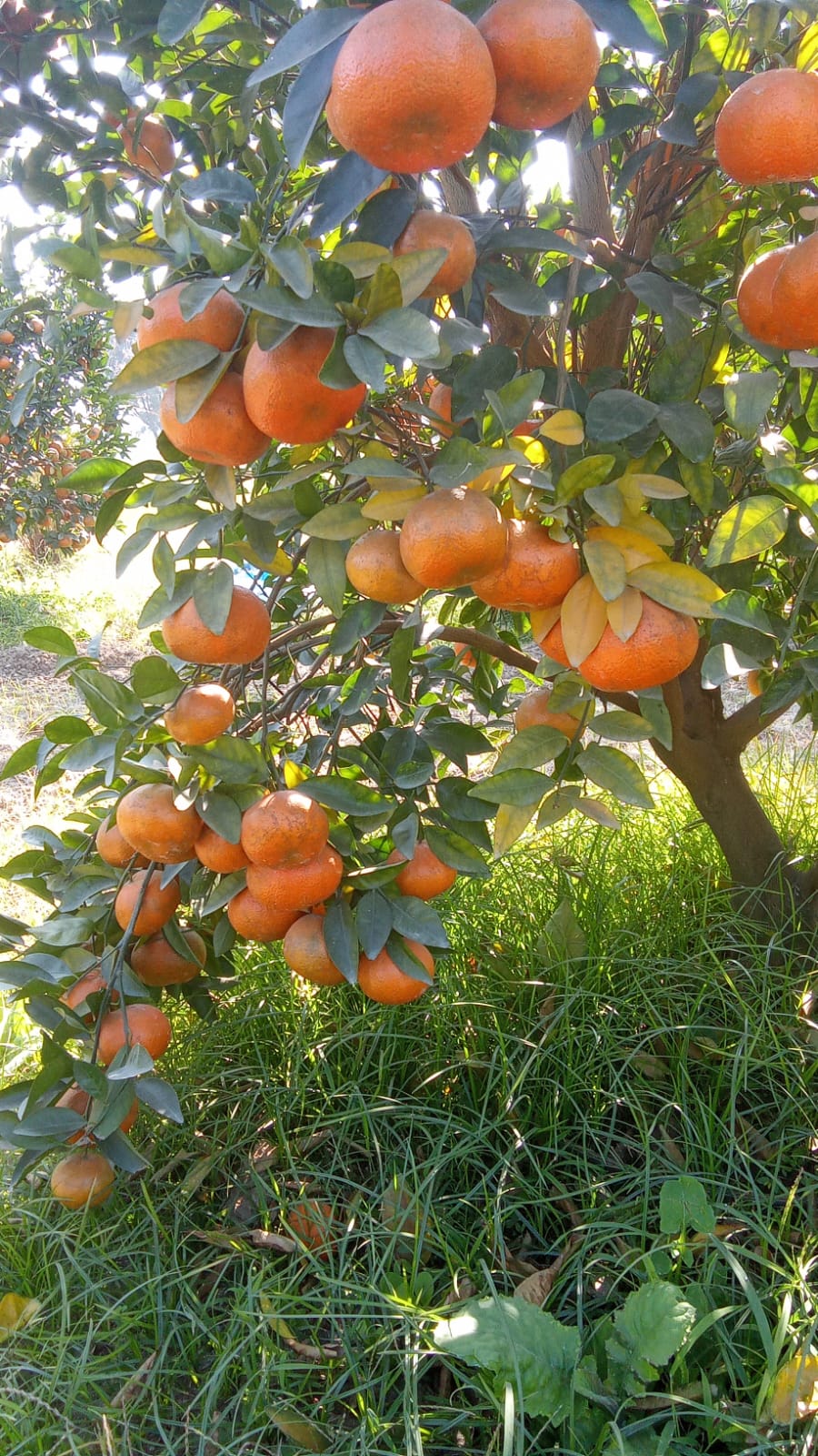 Mandarin | (Pathankot, Punjab) - Certified organic