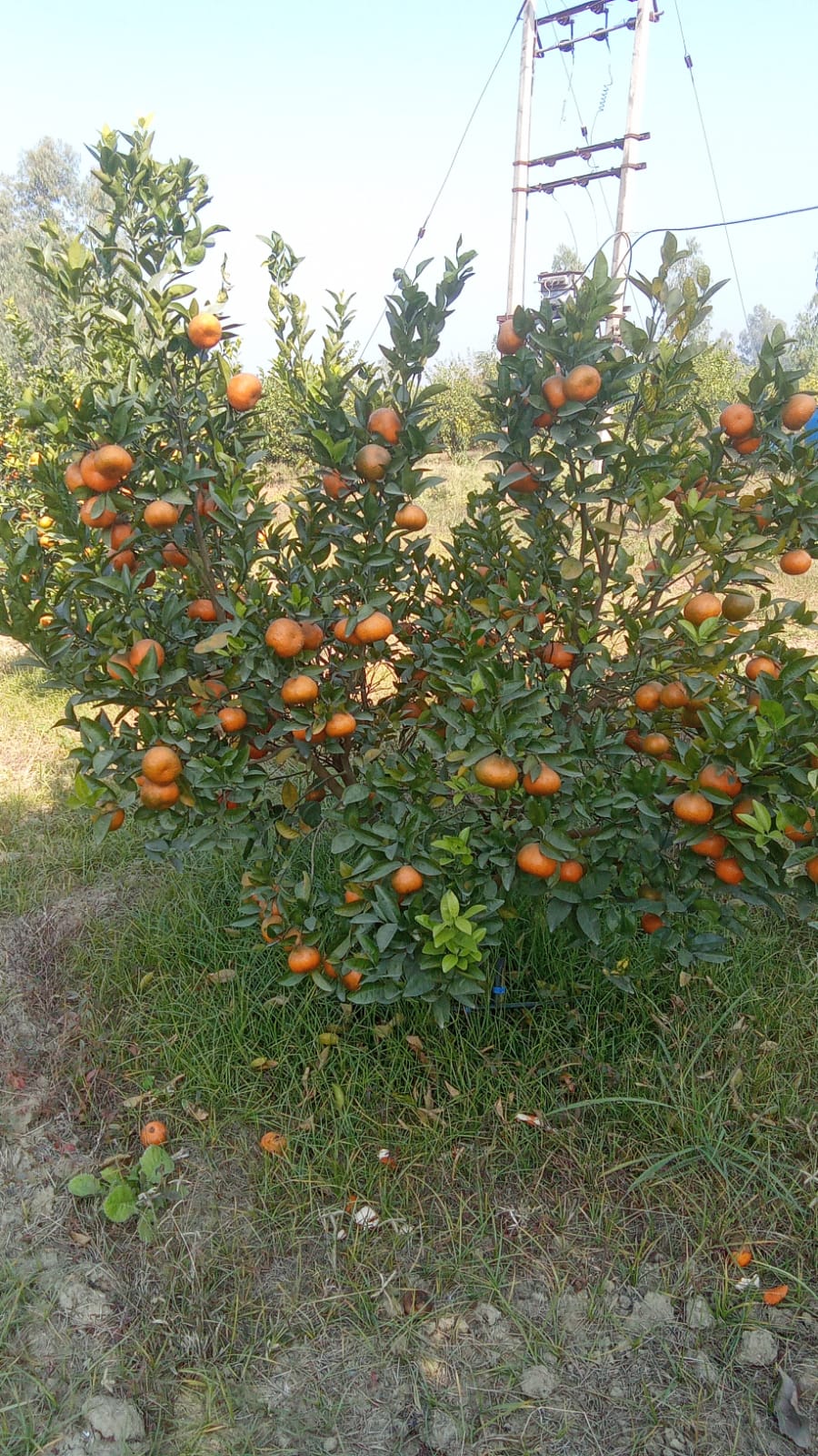 Mandarin | (Pathankot, Punjab) - Certified organic