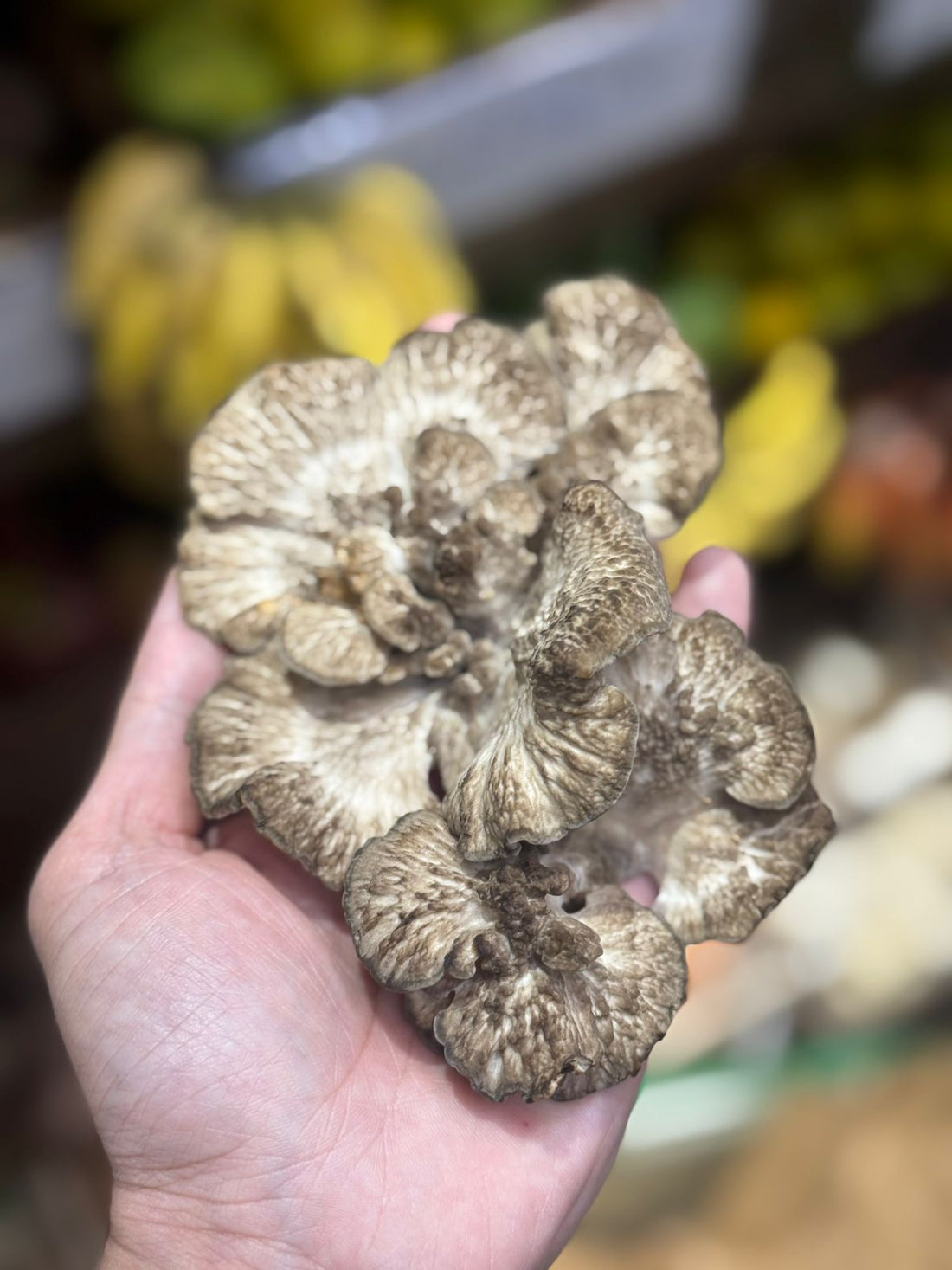 Maitake Mushrooms-Natural Farming, No Chemicals, No Pesticides