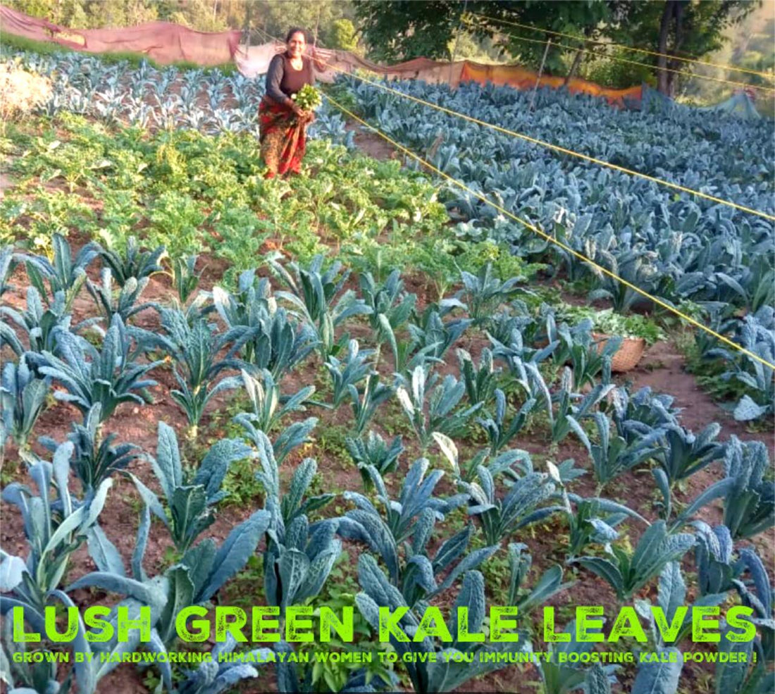 Kale | Curly Kale - 200gm packet