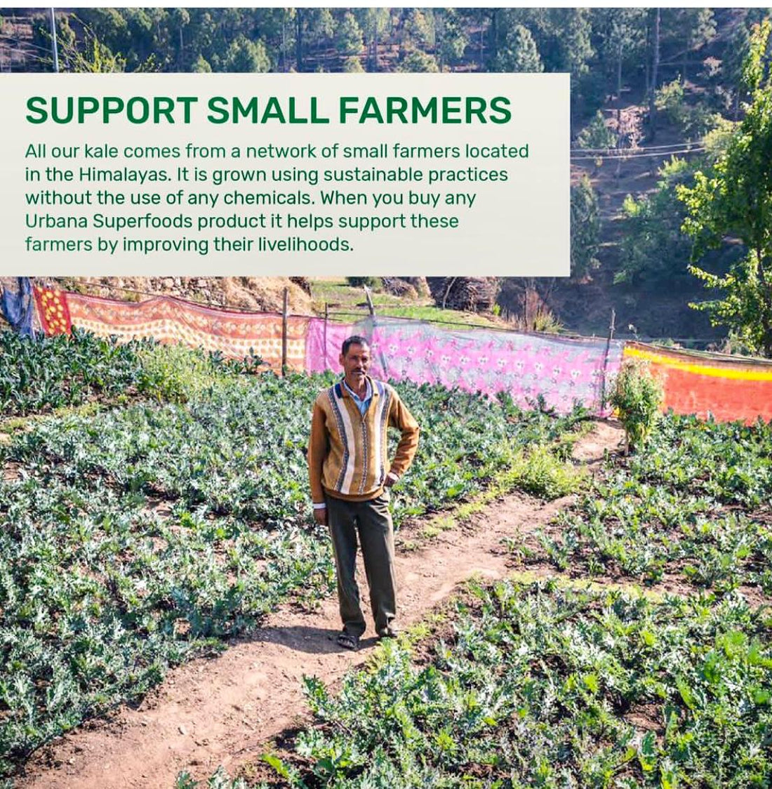 Kale | Tuscan Kale - 200gm packet