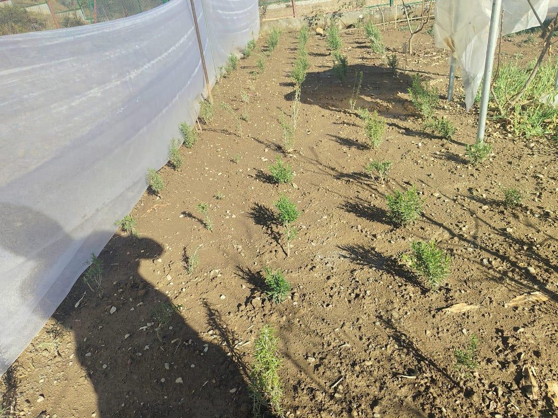 Rosemary - 10gm