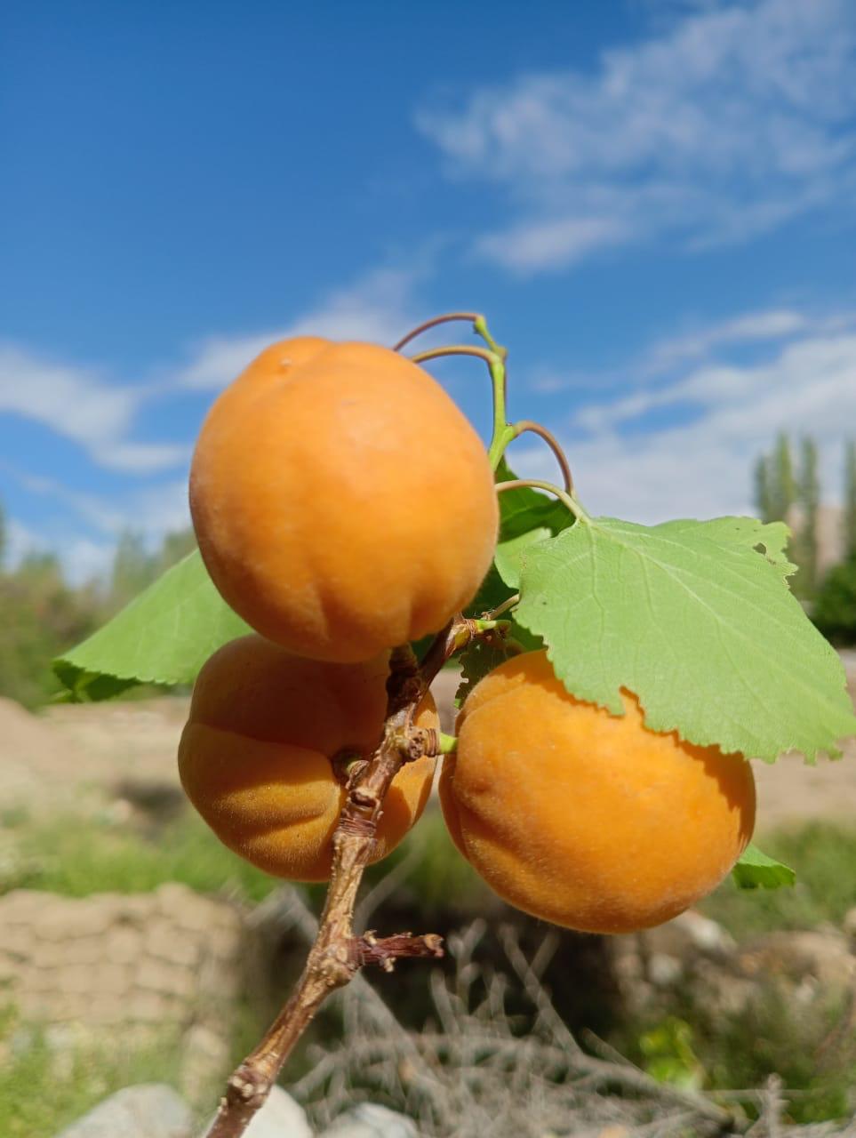 Halman Apricot - Shyam Valley, Ladakh - Pre Order - Organically Grown - 500gm