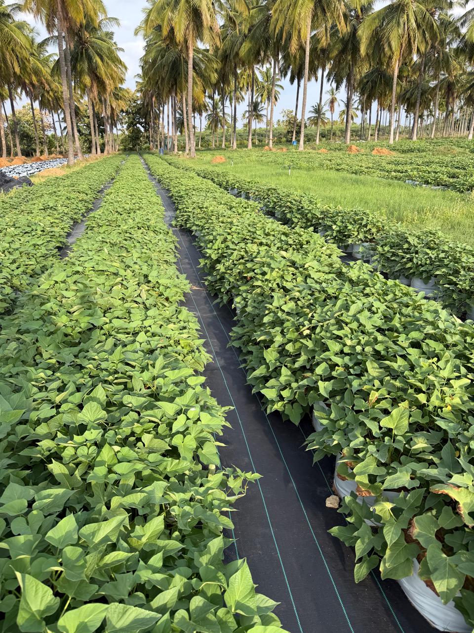 Purple Sweet Potato (Odisha) - Organically Grown - High in Anthocyanins