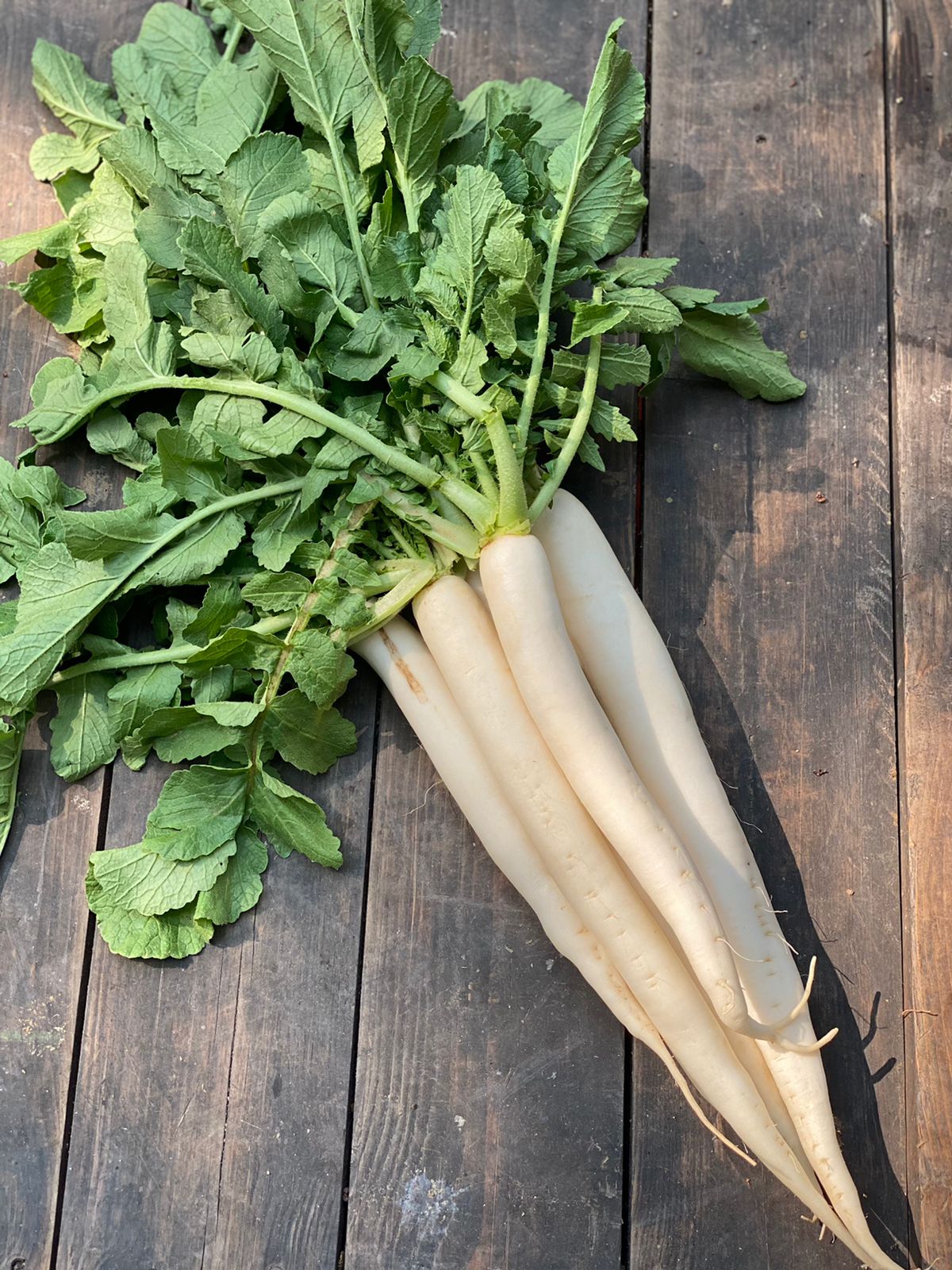 White Radish  | (Himachal Pradesh) - Full Of Vitamin A, C, E, B6, Potassium - Certified Organic