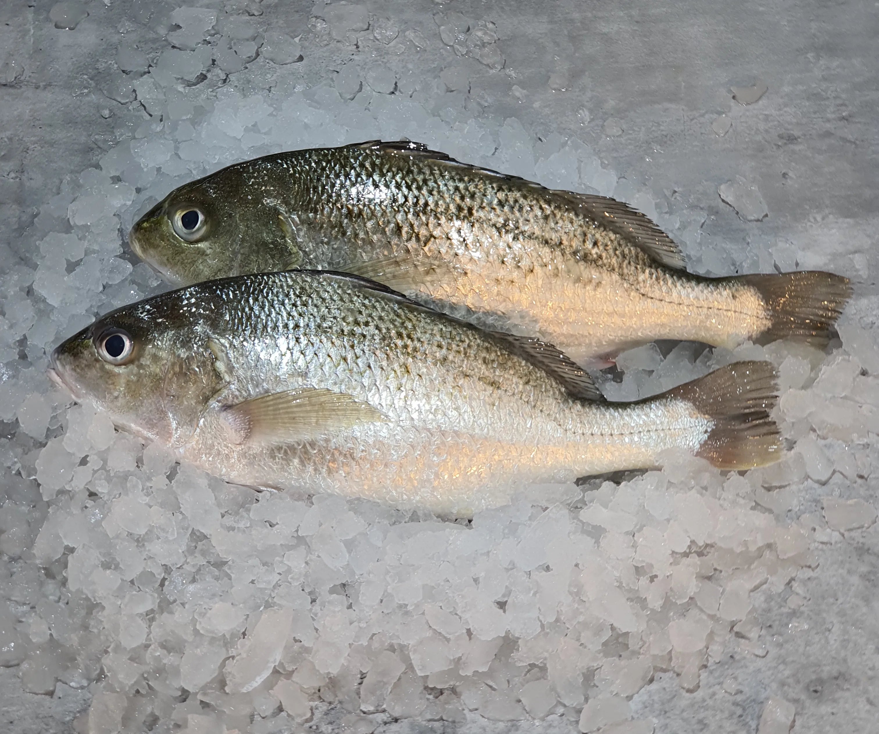 White Snapper - Fillet - Antibiotics And Hormone Free