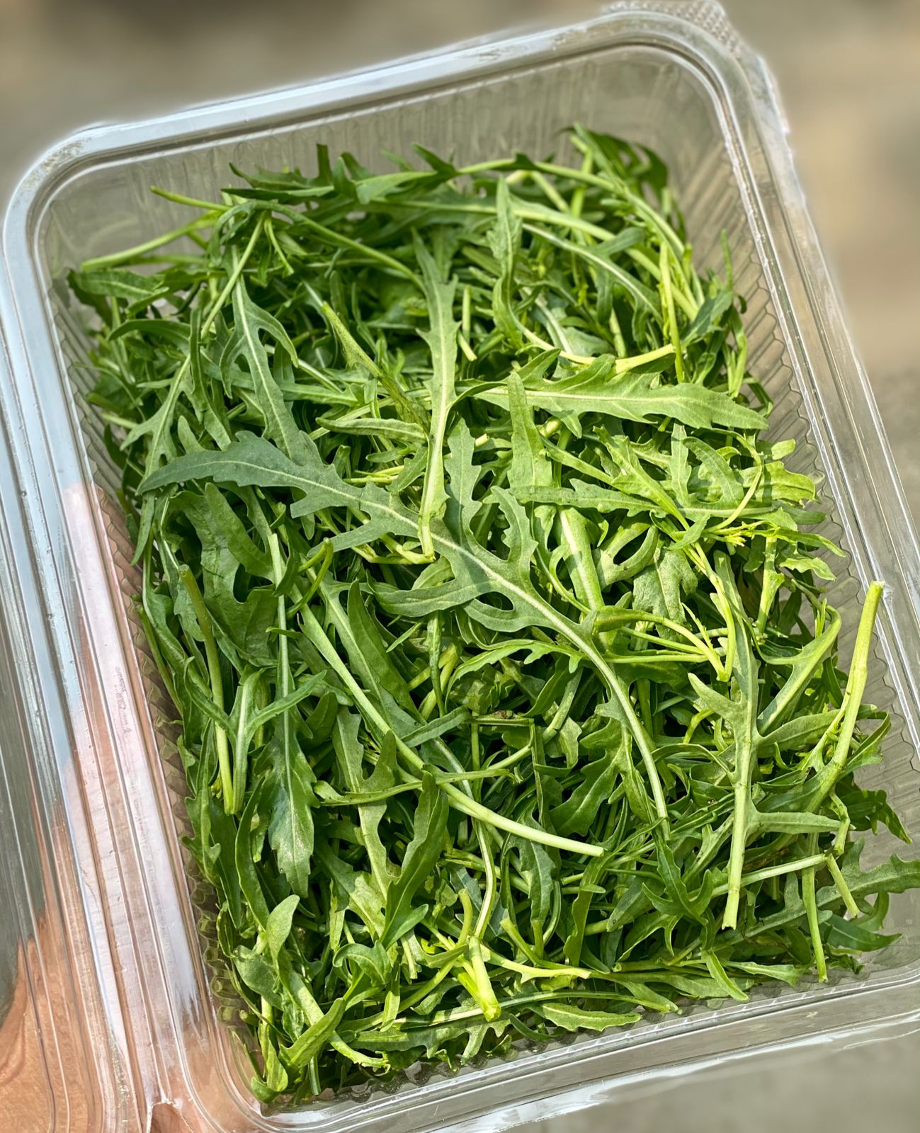 Wild Rocket Arugula | Organically Grown - 1 Box