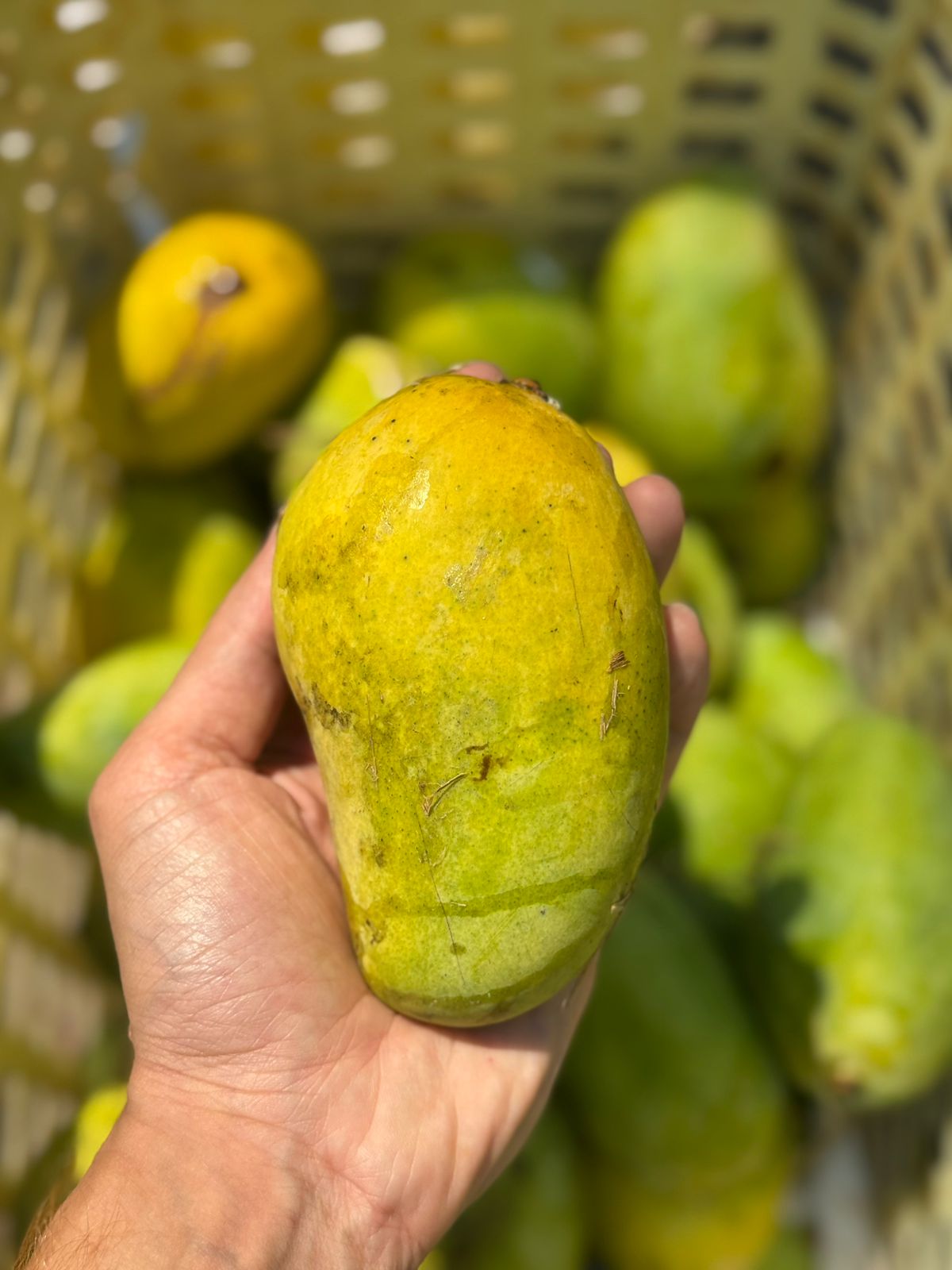 Mango | Zardalu Mango (Bihar) – Naturally Ripened & Carbide Free – Certified Organic