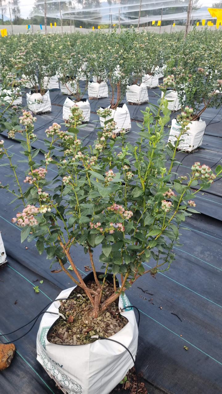 Indian Blueberry | (Karnataka) – Low In Calories, Rich In Vitamin C & Vitamin K – Naturally Grown - 125gm