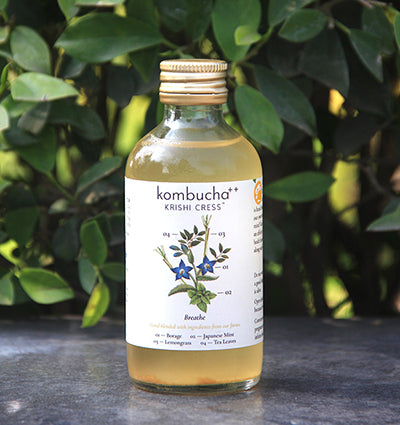 Kombucha Breathe-Borage Japanese Mint & Lemongrass - Krishi Cress - 200ml