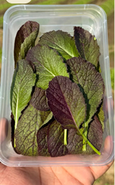 Leaves | Baby Red Japanese Mustard ( Burgundy) - Locally Grown – Organically Grown - Nature&
