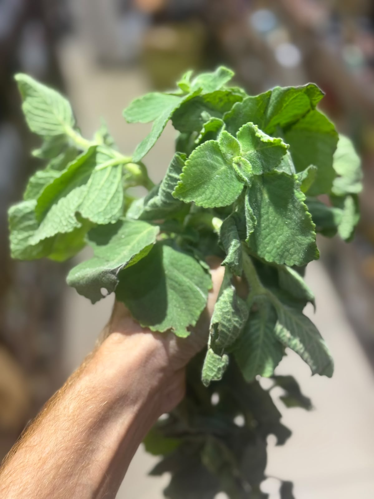 Leaves| Ajwain Leaves (Poanta Sahib) - Perfect for Salads, Raita & Herbal Teas - No Chemical & Pesticide - Organically Grown