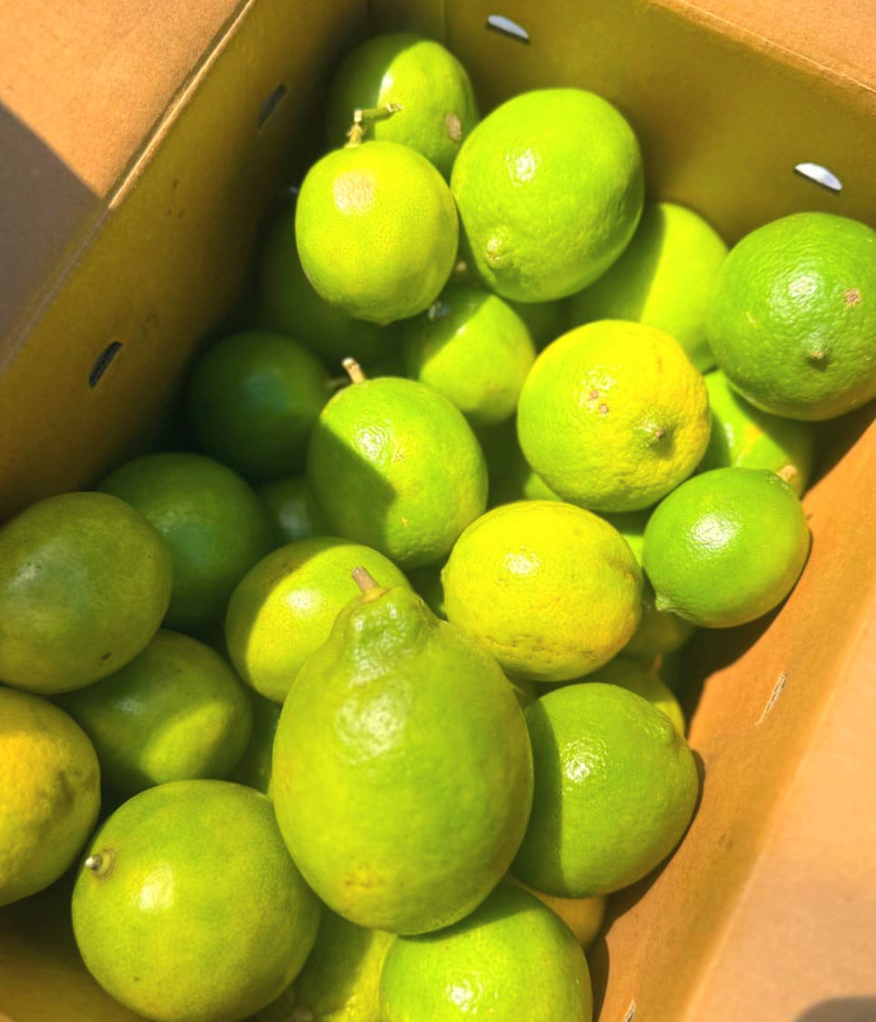 Lemon | Meyer Lemons (Idukki, Kerala) – Organically Grown