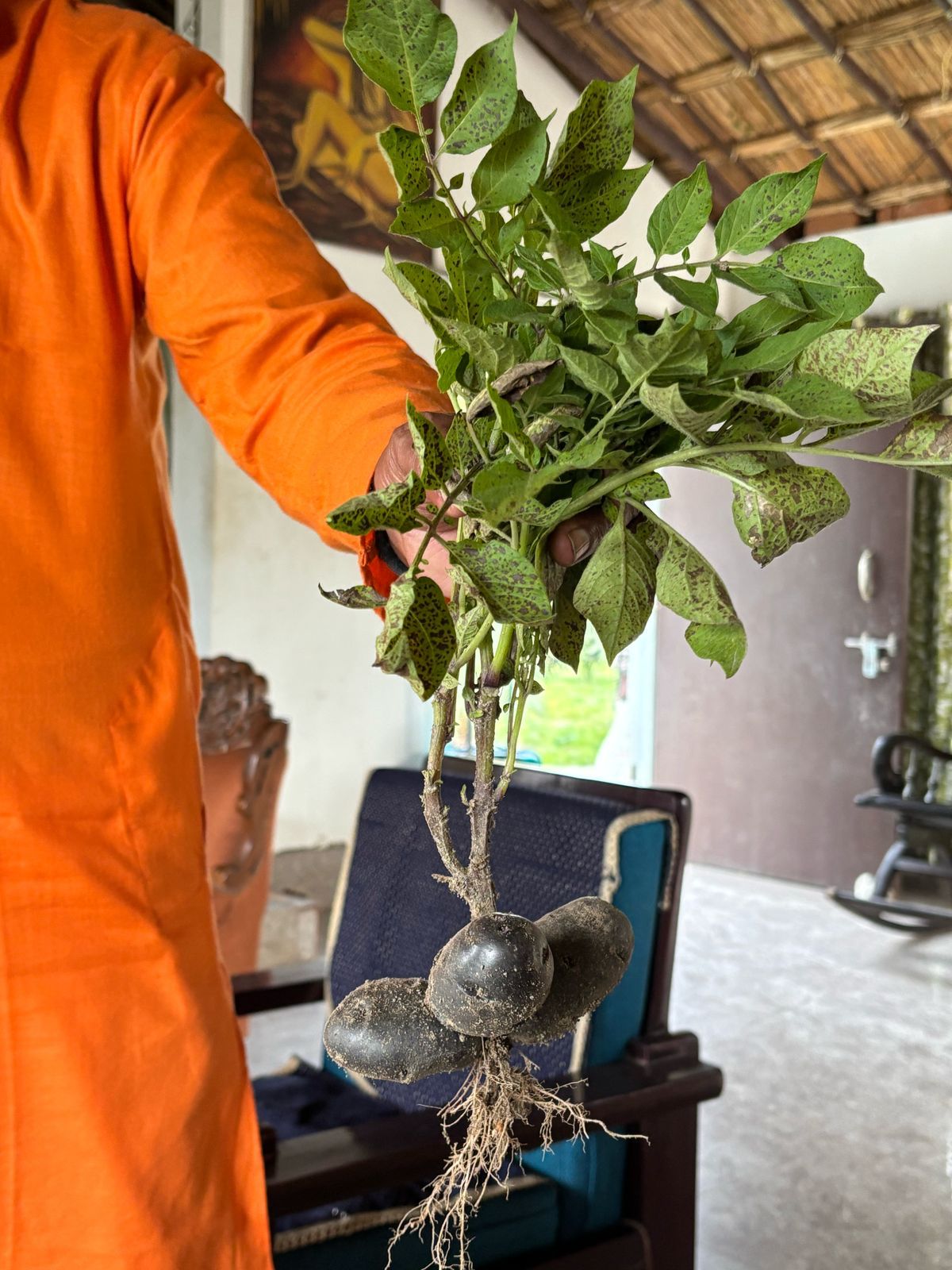 Potato | Purple Congo Potatoes (Paonta Sahib) – Organically grown