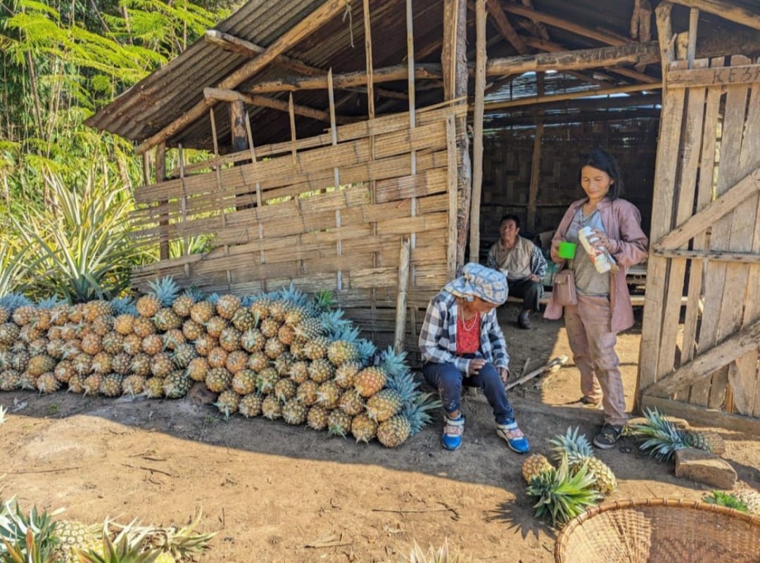 Pineapple | Queen Pineapple (Tripura) - Per Pcs