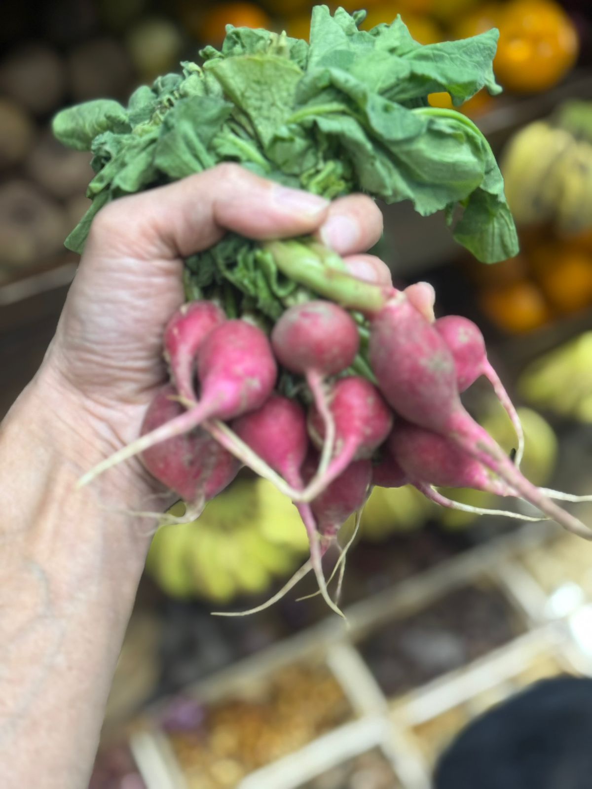 Red Radish