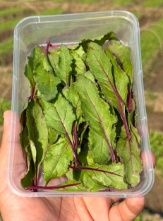 Leaves | Baby Beetroot Leaves ( Red Veined leaves ) - Locally Grown – Organically Grown - Nature&