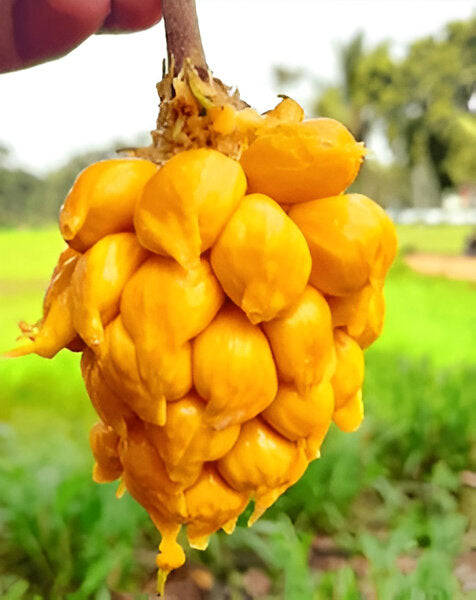 Jackfruit | Wild Jack Fruit - Aini Chakka - (Coimbatore)