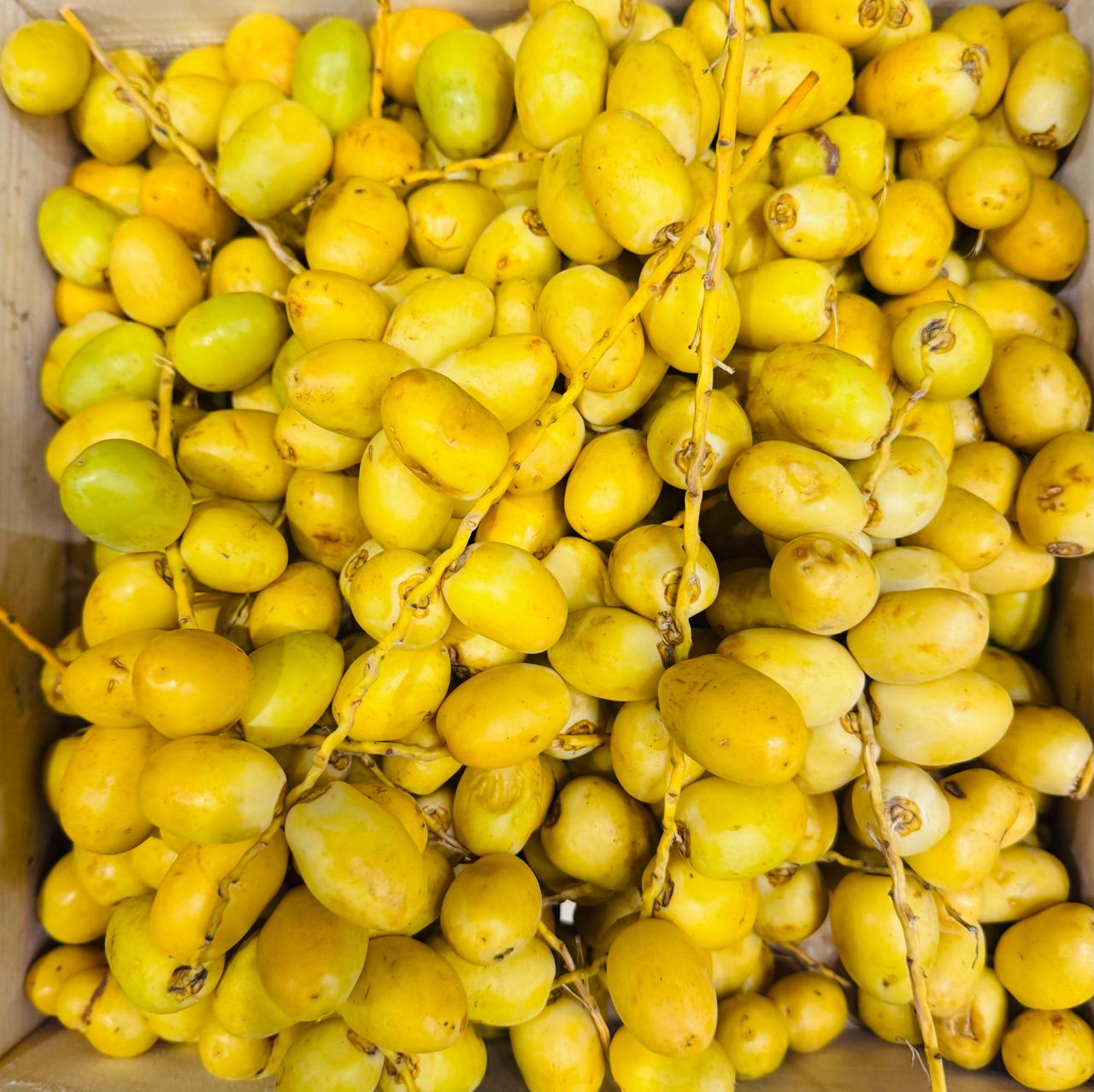 Dates | Fresh Yellow Dates - (Maharashtra) - Organically Grown