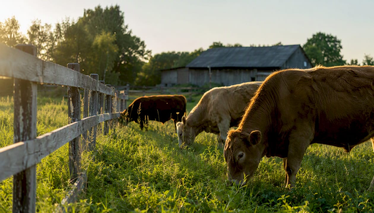 Organic cattle grazing in UK pasture
