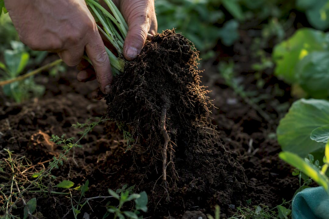 Grower examining roots in healthy organic soil
