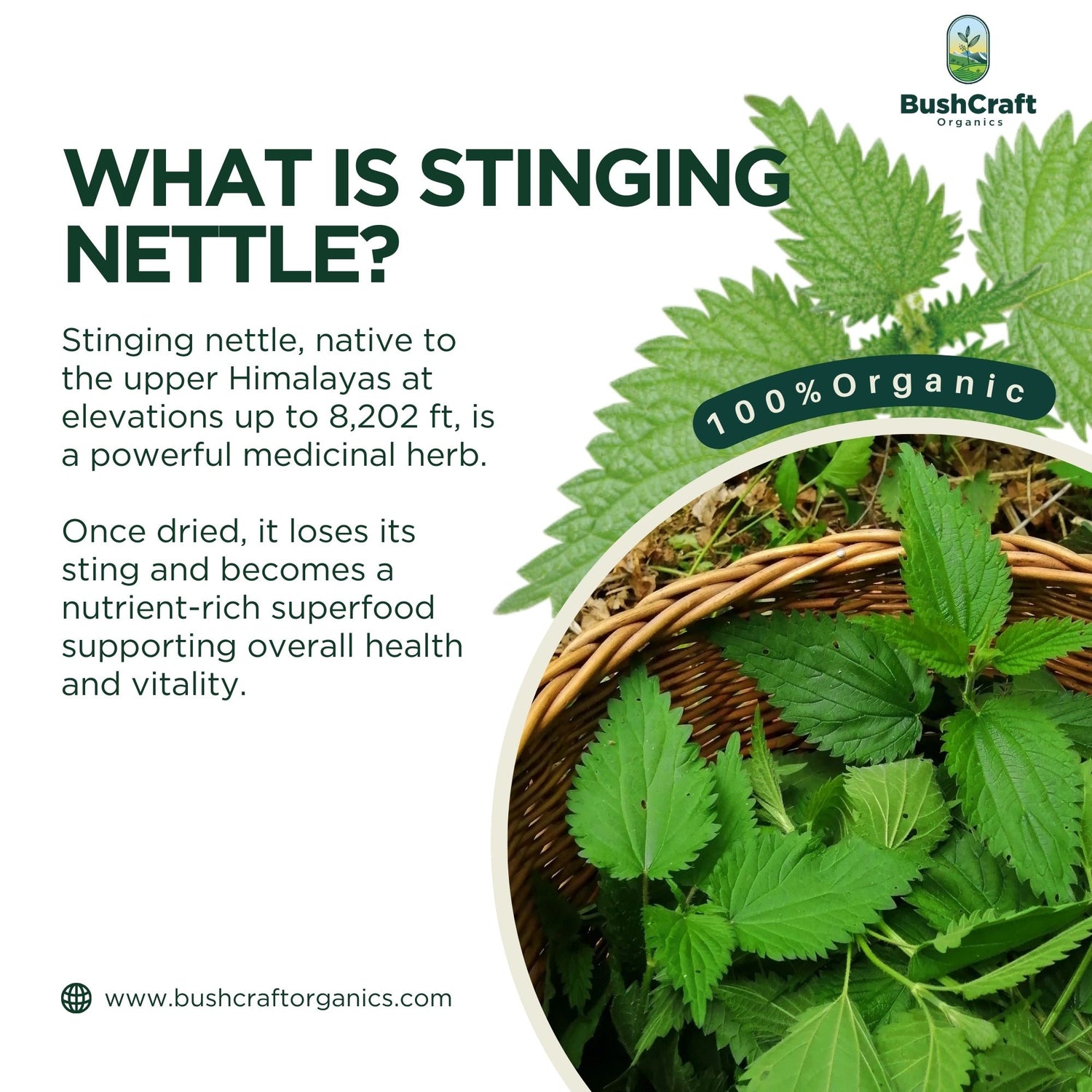 Stinging Nettle Herbal Drops Leaf Extract (Urtica dioica)-Alcohol Free Glycerin Herbal Concentrate - Relieves Allergy &amp; Supports Joint Health-Balance Uric Acid Level -No Added Sugar, No Alcohol, No Artificial Additives - Bushcraft- 30ml