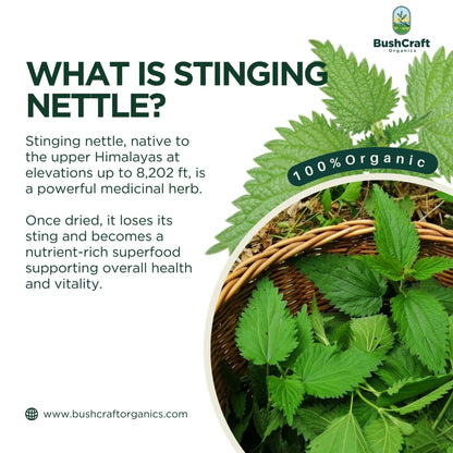 Stinging Nettle Herbal Drops Leaf Extract (Urtica dioica)-Alcohol Free Glycerin Herbal Concentrate - Relieves Allergy &amp; Supports Joint Health-Balance Uric Acid Level -No Added Sugar, No Alcohol, No Artificial Additives - Bushcraft- 30ml