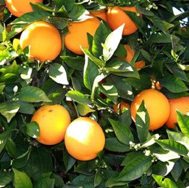 Petitgrain Natural Oil (Citrus Aurantium) - Natural - Indian - Meraki Essential - 10ml