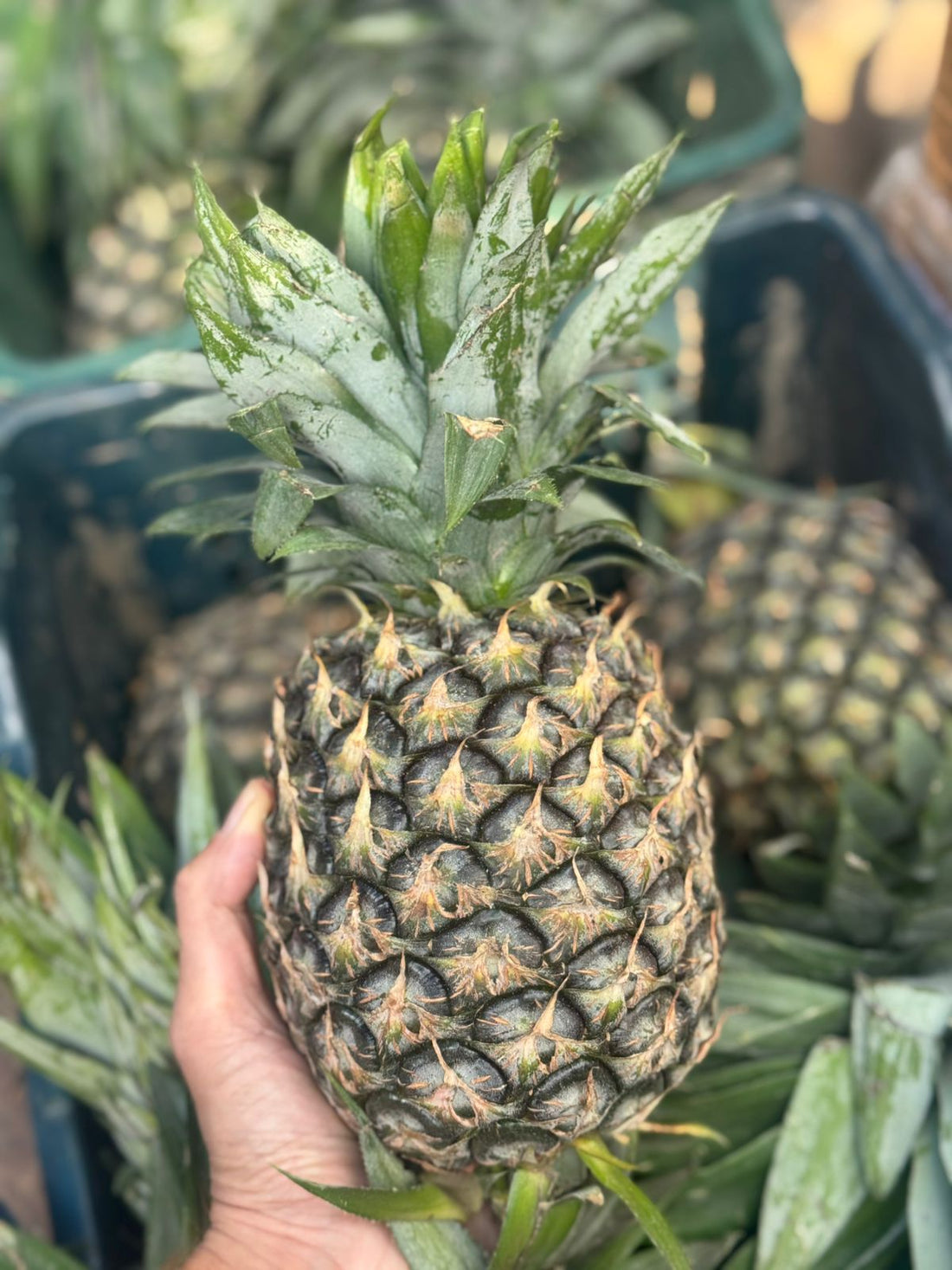Pineapple | Assam Pineapple - Organically Grown - Per Piece