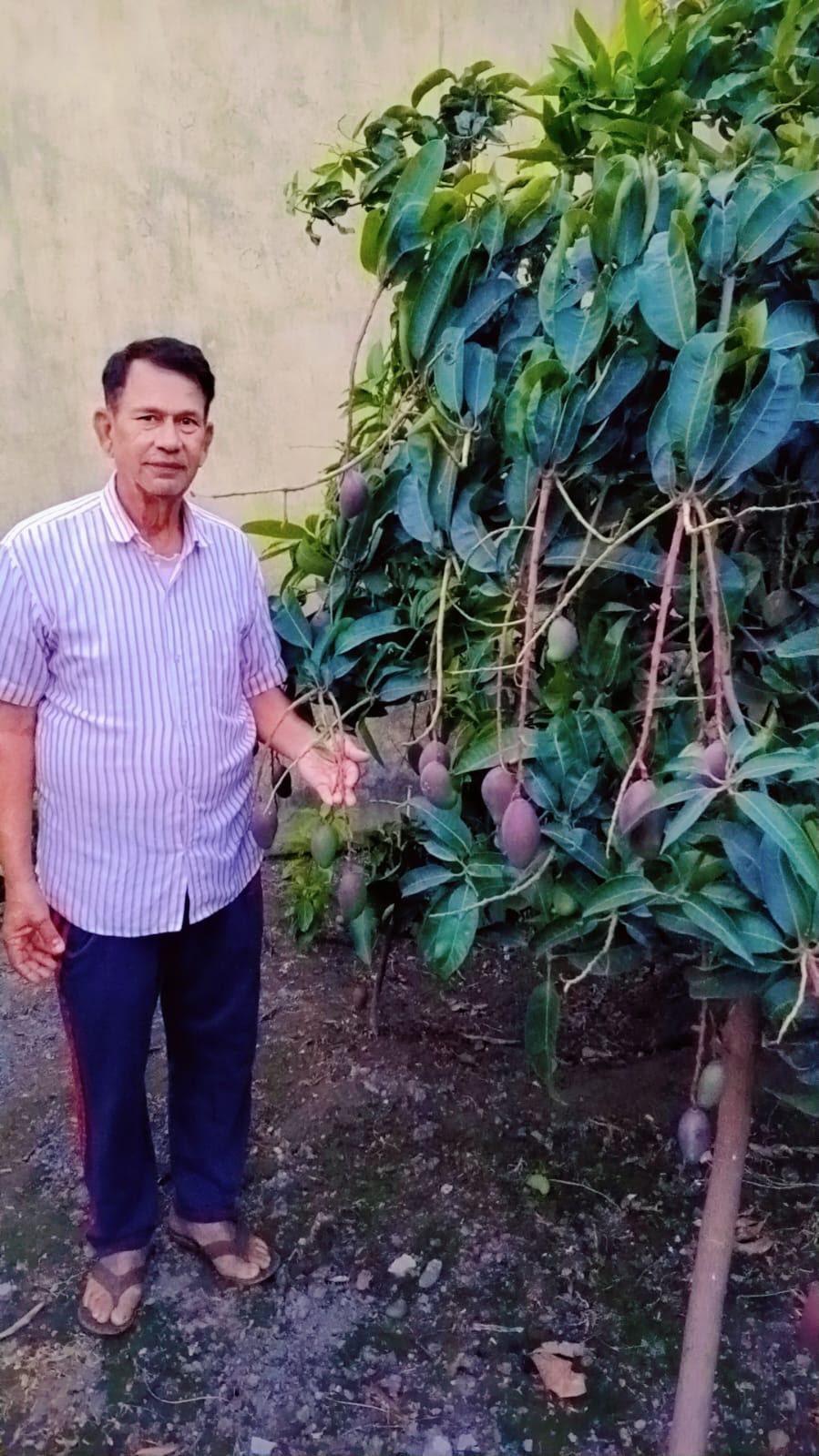 Mango | Anulika Mango (Kumaon, Uttarakhand)- Himalayan Mangoes - Organically Grown - Pesticide-Free &amp; Naturally Ripened-Carbide Free