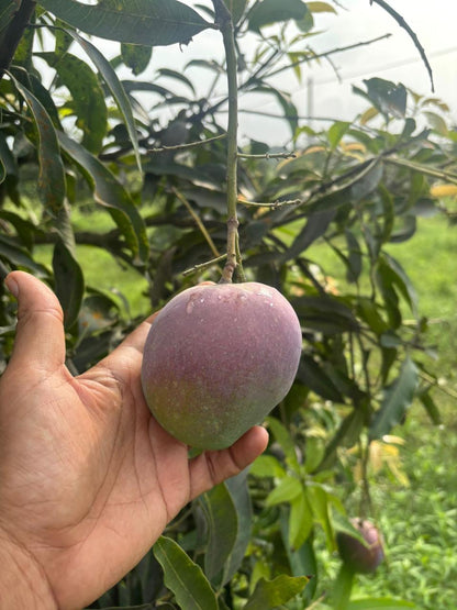 Mango | Anulika Mango (Kumaon, Uttarakhand)- Himalayan Mangoes - Organically Grown - Pesticide-Free &amp; Naturally Ripened-Carbide Free