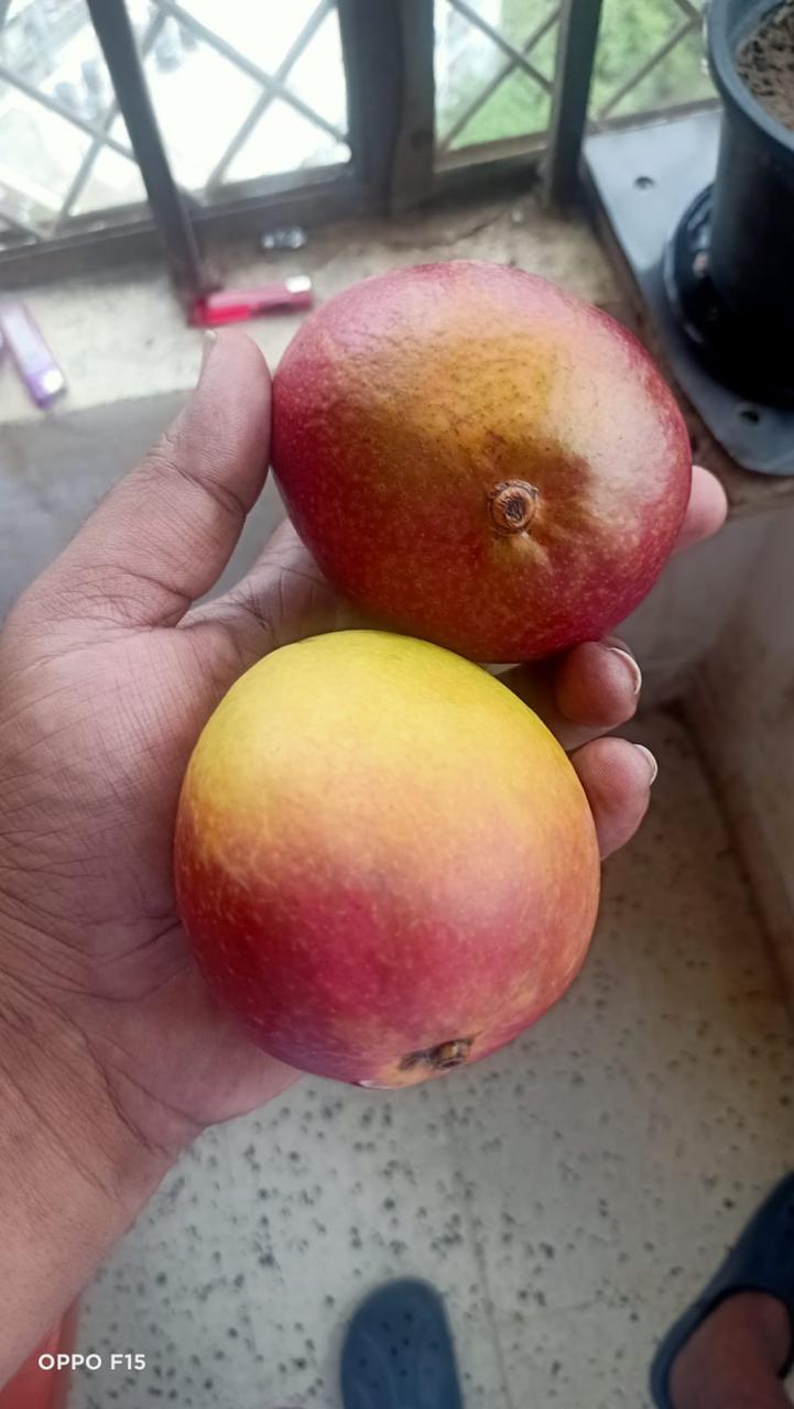 Mango | Anulika Mango (Kumaon, Uttarakhand)- Himalayan Mangoes - Organically Grown - Pesticide-Free &amp; Naturally Ripened-Carbide Free