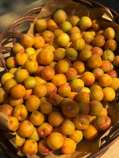 Shakarpara Apricot | (Pachhad, Sirmaur, Himachal Pradesh) - Organically Grown