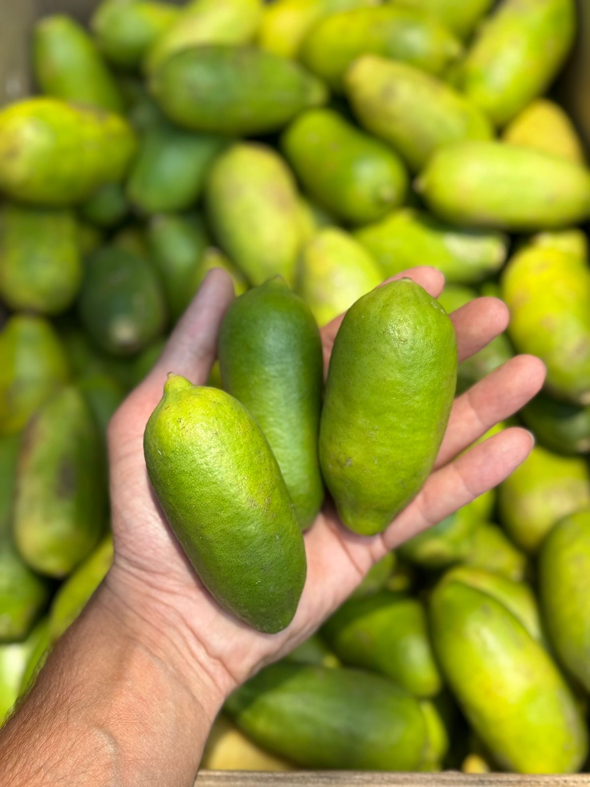 Lemon | Assam Kagzi Lemon