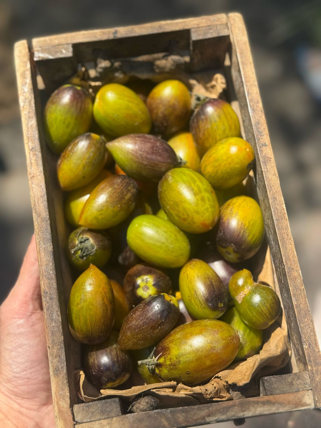 Tomato | Atomic Grape Tomato (Saharanpur) - Certified organic Land - 250gm
