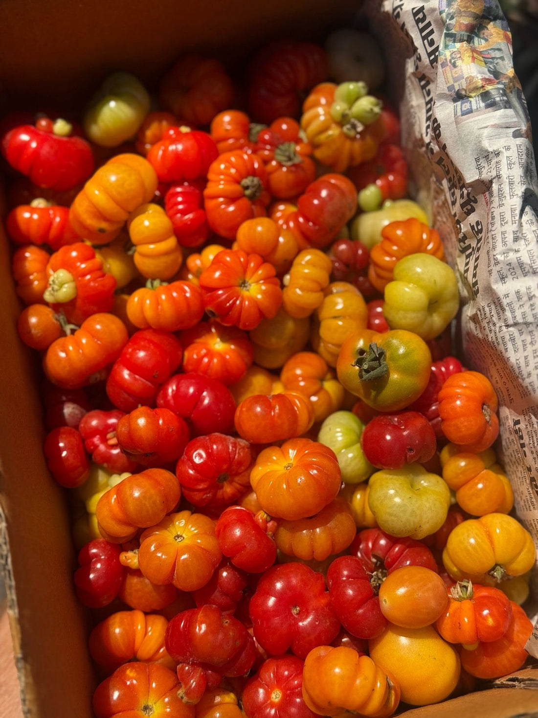 Tomato | Baby Beefsteak Tomatoes - Saharanpur – Organically Grown – Local