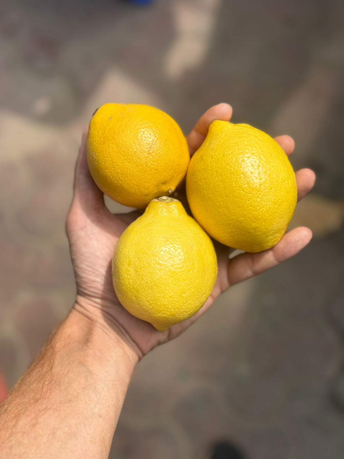 Galgal Nimboo | Baby Galgal Nimboo- Small Lemon - Bulandshahr